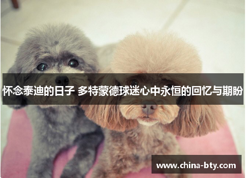 怀念泰迪的日子 多特蒙德球迷心中永恒的回忆与期盼